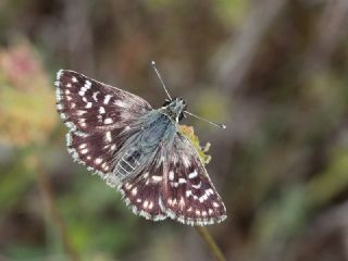 Kzl Zpzp (Spialia orbifer)