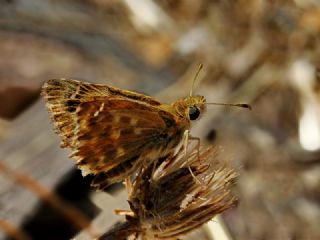 Hatmi Zpzp (Carcharodus alceae)