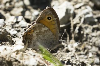 Lidya Yalanc�cad�s�&nbsp;(Pseudochazara&nbsp;lydia)