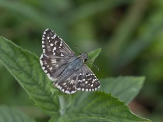 Ebegmeci Zpzp (Pyrgus malvae)