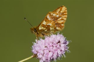 Kafkas Meneke Kelebei (Boloria caucasica)