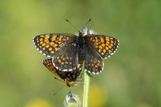 Kafkasyal Amannisa (Mellicta  caucasogenita)