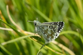 Zeytuni Zpzp (Pyrgus serratulae)