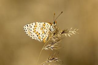 ranl parhan (Melitaea persea)