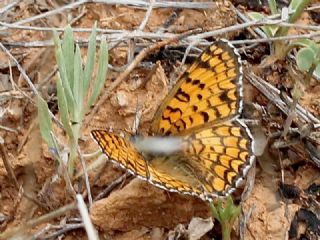 Cezayirli parhan (Melitaea ornata)