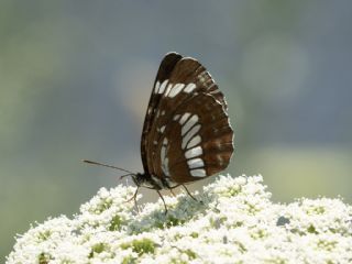 Szlen Karakz (Neptis rivularis)