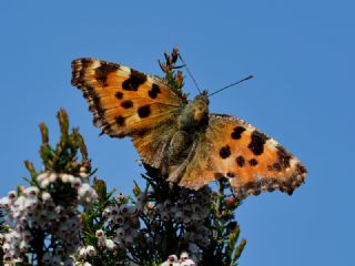 Karaaa Nimfalisi (Nymphalis polychloros)