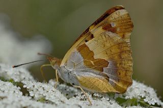 Anadolu ehzadesi (Thaleropis ionia)