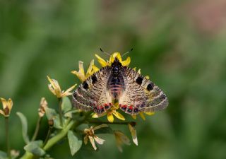 Kk Yalanc Apollo (Archon apollinaris)