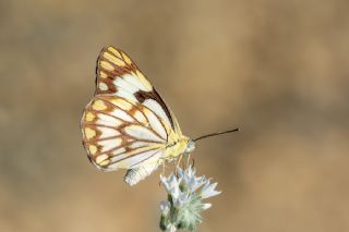 Beyaz nc (Belenois aurota)