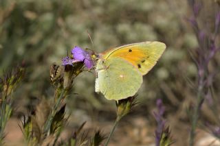 Anadolu Azameti (Colias aurorina)