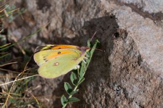 Anadolu Azameti (Colias aurorina)