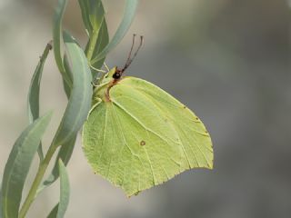 Anadolu Orakkanad (Gonepteryx farinosa)