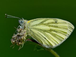 Yalanc Beyazmelek (Pieris pseudorapae)