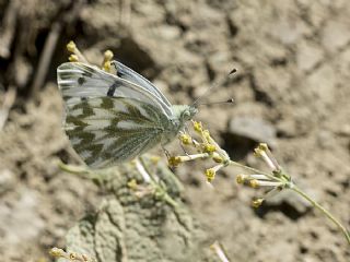 Doruklarn Beneklimelei (Pontia callidice)