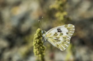 Kk Beneklimelek (Pontia chloridice)