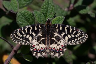 Gney Fistosu (Zerynthia polyxena)