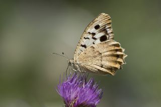 Kzl Cad (Chazara bischoffii)