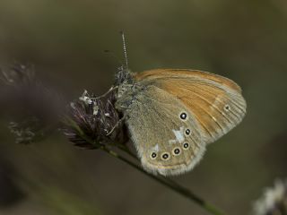 Orman Zpzp Perisi (Coenonympha glycerion)