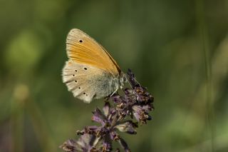 Kafkasya Zpzp Perisi (Coenonympha symphita)