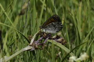 Kafkas Gzelesmeri (Erebia graucasica )