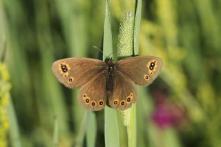 Orman Gzelesmeri (Erebia medusa )