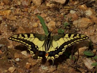 Krlangkuyruk (Papilio machaon)