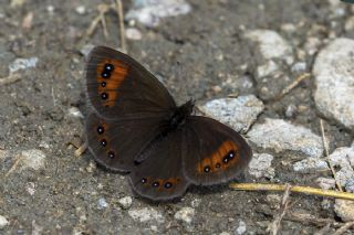 Mecnun Gzelesmeri (Erebia melancholica)