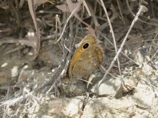ran Esmerperisi (Hyponephele cadusia)