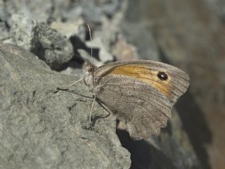 Esmerperi (Hyponephele lupina)