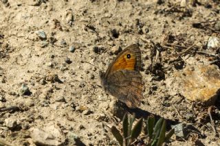 Azeri Esmerperi (Hyponephele zuvandica)