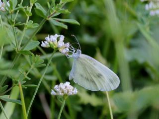 Narin Orman Beyaz (Leptidea sinapis)