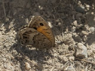 Anadolu Pirireisi (Satyrus favonius)