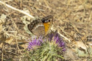 Anadolu Pirireisi (Satyrus favonius)