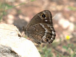 Hametli Pirireis (Satyrus ferulus)