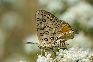 Uygur eytanc (Cigaritis uighurica)