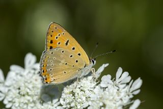 Anadolu Ate Gzeli (Lycaena asabinus)