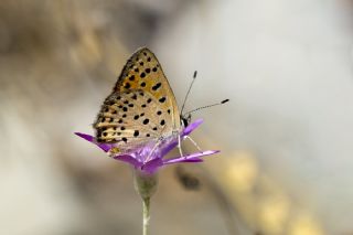 Alev Ategzeli (Lycaena kefersteinii)