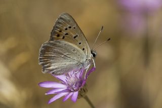 Da Atei (Lycaena thetis)