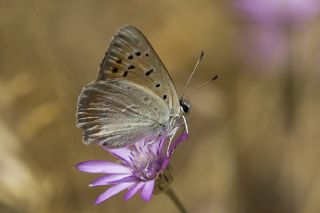 Da Atei (Lycaena thetis)