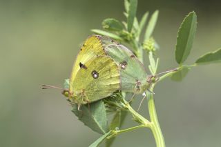 Gzel Azamet (Colias alfacariensis)