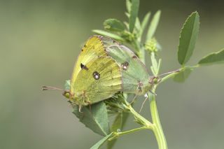 Gzel Azamet (Colias sareptensis)