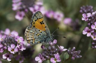 Akbes Gelincii (Tomares nesimachus)