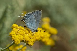 Mavi Sevbeni (Satyrium armenum)