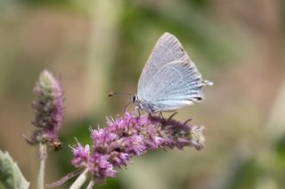 Mavi Sevbeni (Satyrium armenum)