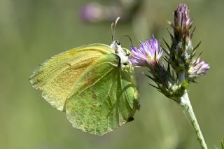 Kleopatra (Gonepteryx cleopatra)