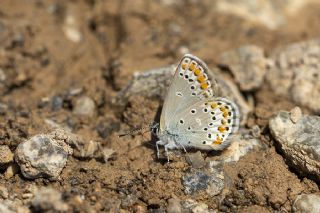 Doulu Esmergz (Plebejus carmon)