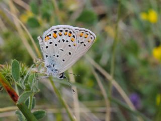 Anadolu Esmergz (Plebejus modicus)