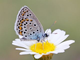 Anadolu Esmergz (Plebejus modicus)