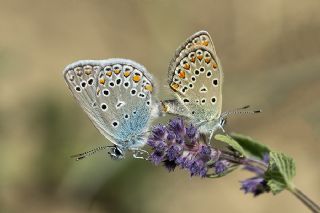 Trkmenistan Esmergz (Plebejus zephyrinus)